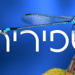 دانلود فونت Shapirit - مجموعه 8 فونت پرمیوم و فوق العاده