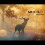 دانلود رایگان پروژه افتر افکت Universal Cinematic Teaser دانلود رایگان پروژه افتر افکت Mood Of Moments Parallax Opener