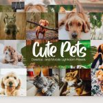 دانلود قالب سایت Heartness – قالب سایت خیریه و کمک های مردمی HTML دانلود پریست لایت روم Cute Pets