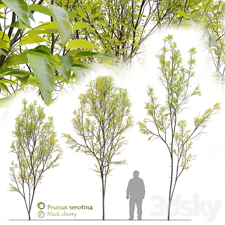 دانلود فایل سه بعدی Prunus serotina